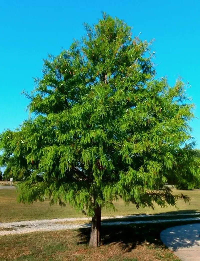 Bald Cypress