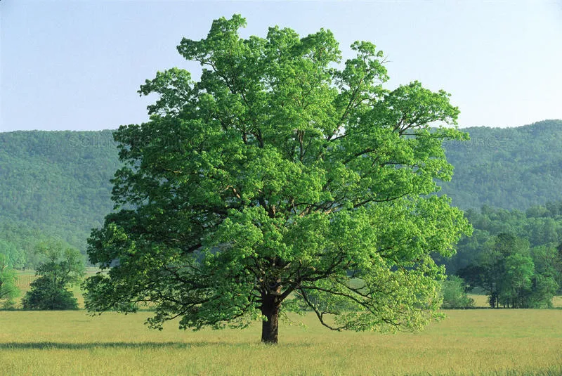 Bur Oak