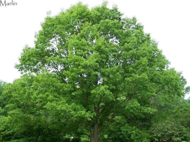 Chinquapin Oak