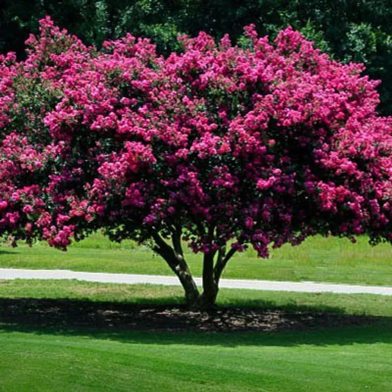 Crape Myrtle (Multi Trunk)