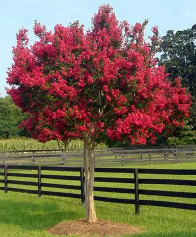 Crape Myrtle (Single Trunk)