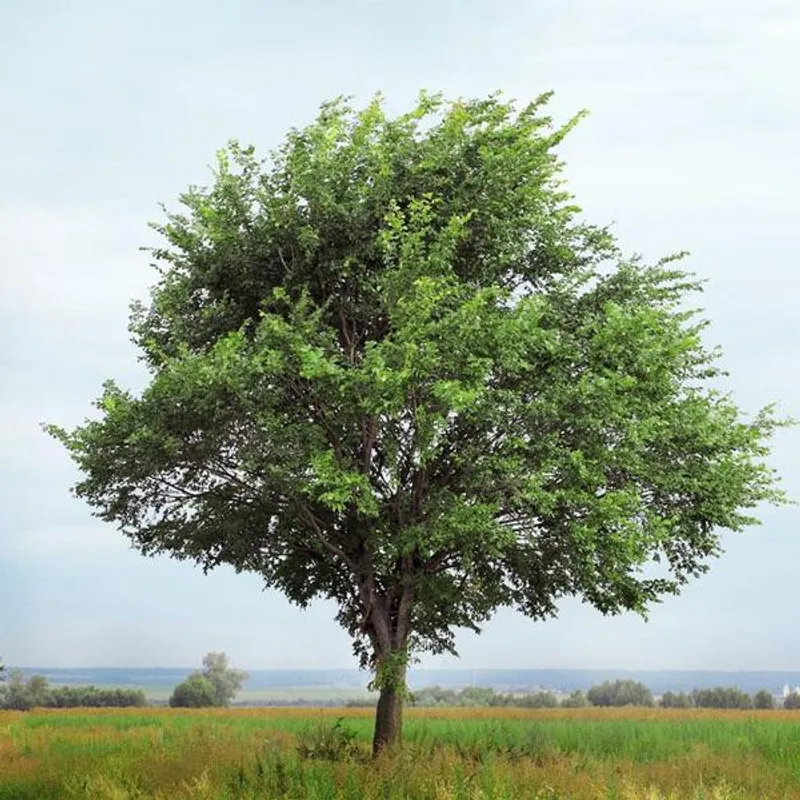 Drake Elm