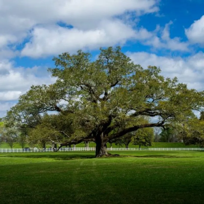 Live Oak