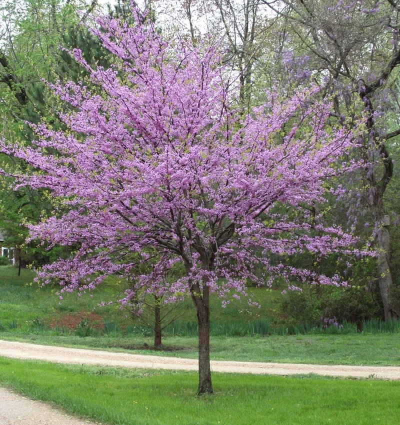 Red Bud Tree