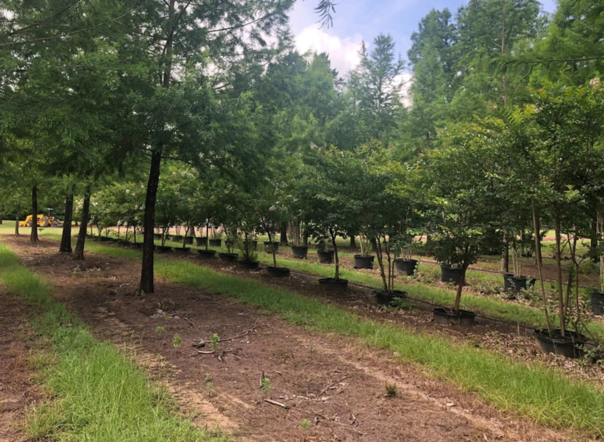 Tree rows at Anna's Tree Farm