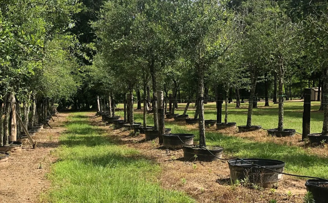 Tree nursery at Anna's Tree Farm