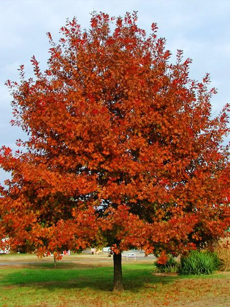 Red Oak